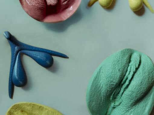 Representation, imitation en latex ou plastique d'organes génitaux externes, clitoris, vulve, organe genital feminin de la femme, outil favorisant information et prevention sur l'anatomie et la sexualite.